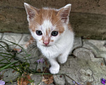 Кошки в Москве: Котенок мальчик Мальчик, Бесплатно - фото 1