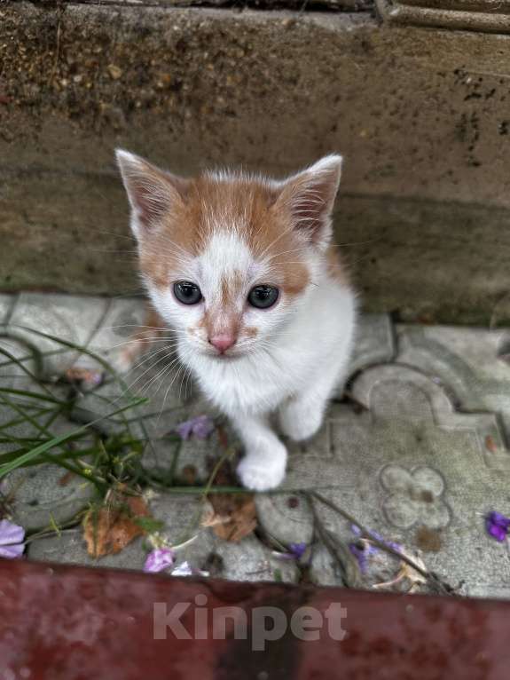 Кошки в Москве: Котенок мальчик Мальчик, Бесплатно - фото 1