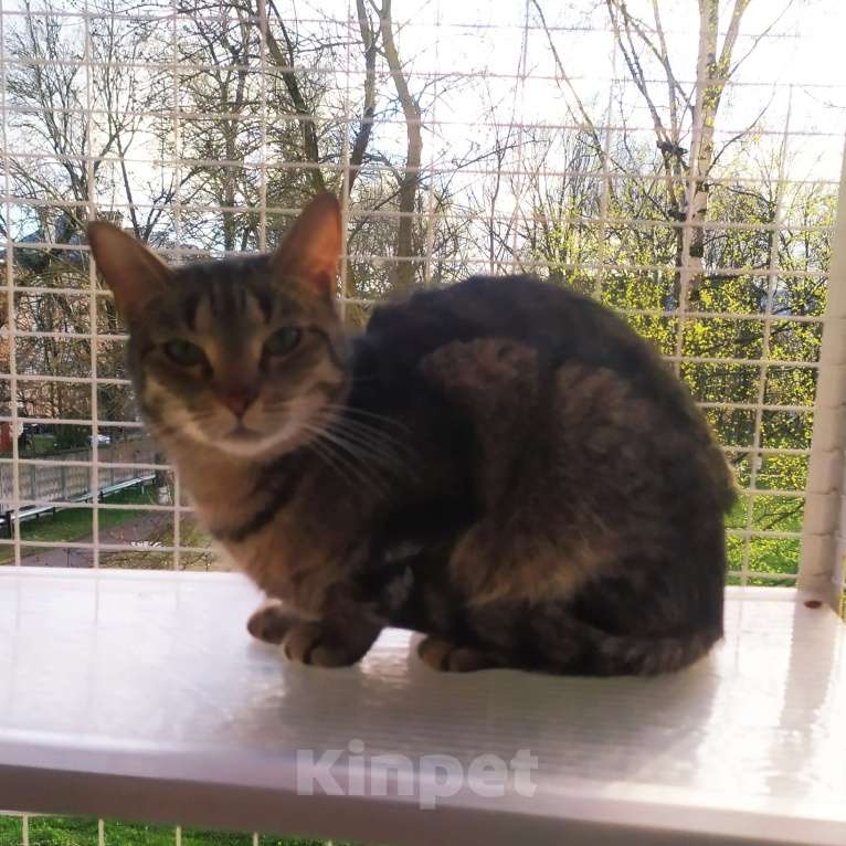 Кошки в Санкт-Петербурге: Маняша из приюта в добрые руки Девочка, Бесплатно - фото 6