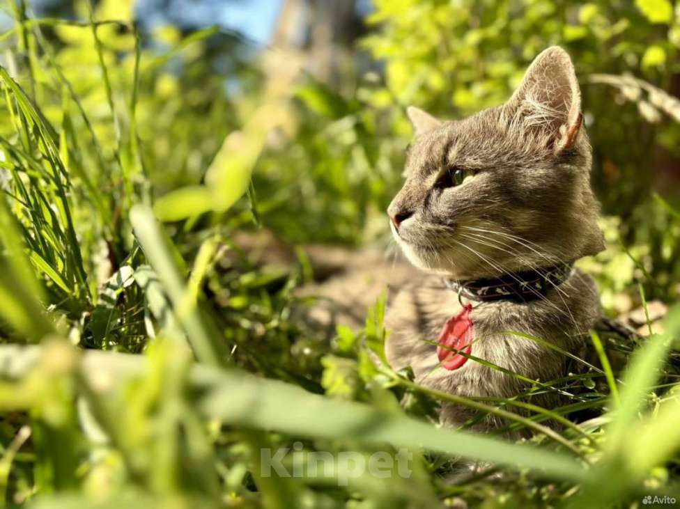 Кошки в Санкт-Петербурге: Молодой котик в добрые руки Мальчик, Бесплатно - фото 8