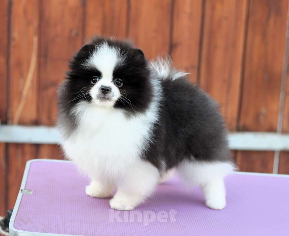 Собаки в Москве: Очаровательная бело-черная девочка Девочка, Бесплатно - фото 4