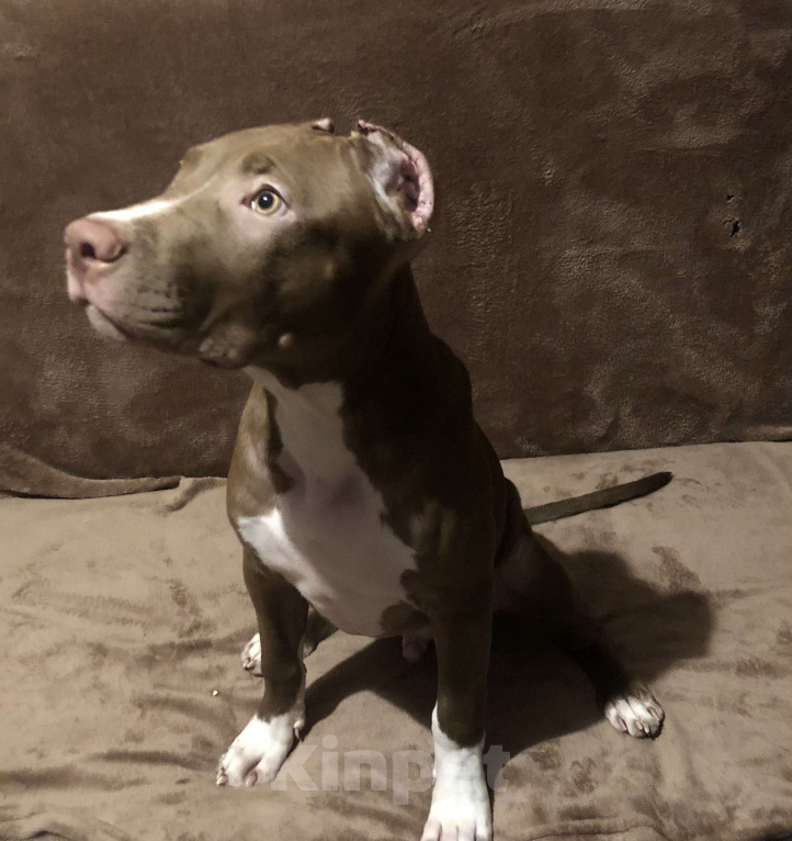 Собаки в Новосибирске: Щенок американского питбультерьера  Мальчик, 35 000 руб. - фото 2