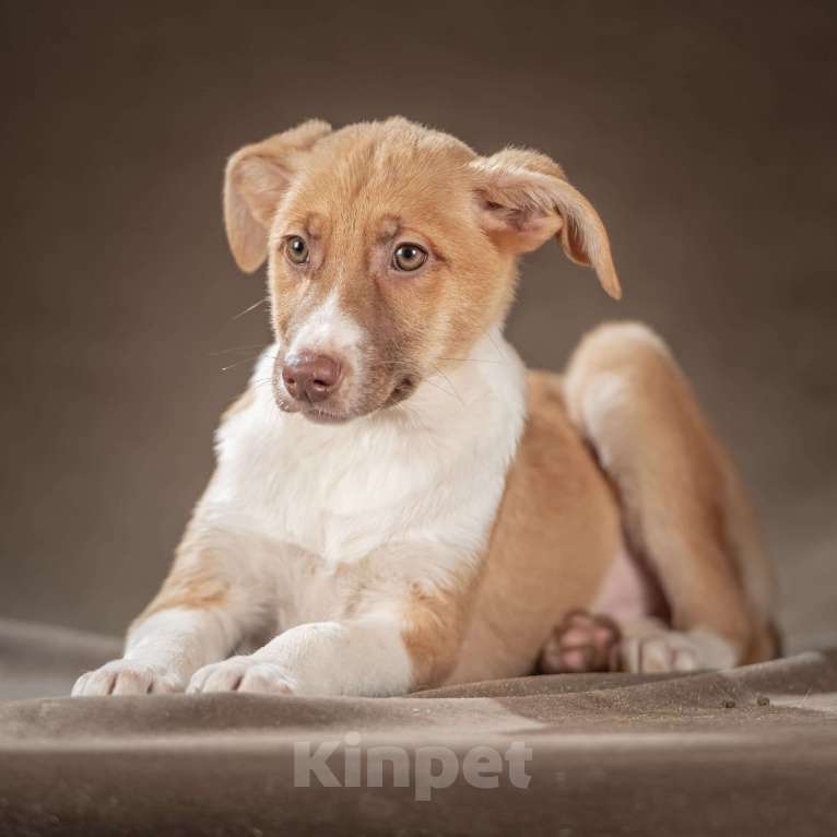 Собаки в Клине: Марсель — уравновешенный джентльмен, который хочет стать вашим достойным компаньоном Мальчик, Бесплатно - фото 8