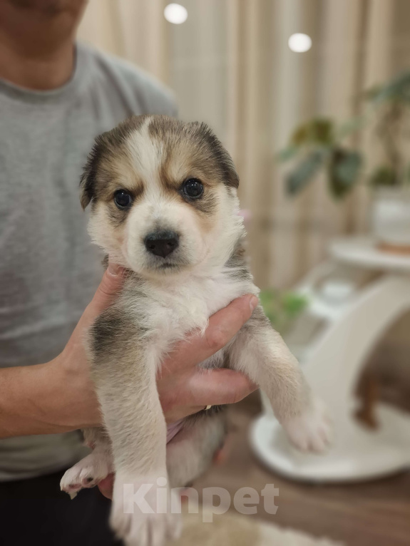 Собаки в других городах Московской области: Щенки метиса бордер-колли и бельгийской овчарки Разнополые, 1 000 руб. - фото 4