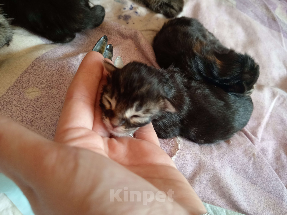 Кошки в Уфе: Мейн кун Мальчик, 18 000 руб. - фото 1