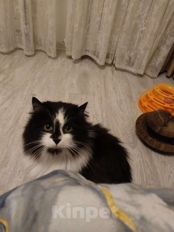 Кошки в Москве: Ищет дом молодая кошечка  по имени Фиона! Девочка, Бесплатно - фото 2