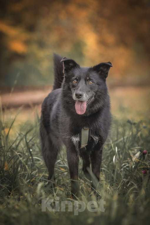 Собаки в Москве: Ника собака из приюта в поиске дома Девочка, Бесплатно - фото 7