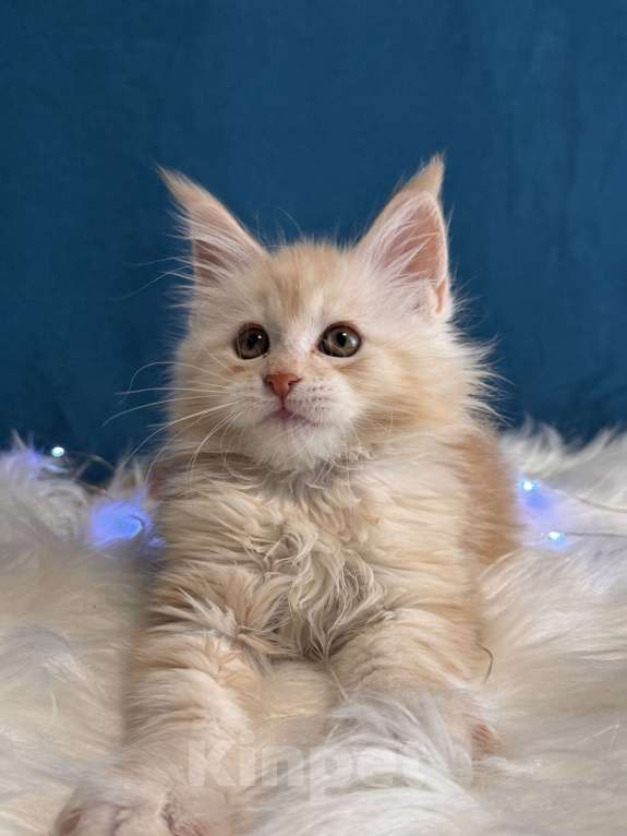 Кошки в Москве: Мальчик шадед линий Мальчик, 75 000 руб. - фото 8