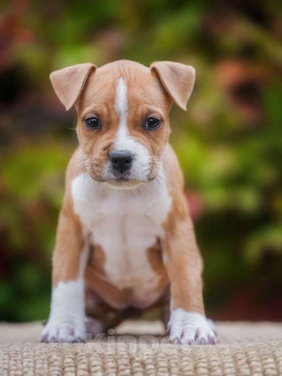 Собаки в других городах Самарской области: Породные щенки АСТ из питомника Девочка, 50 000 руб. - фото 2