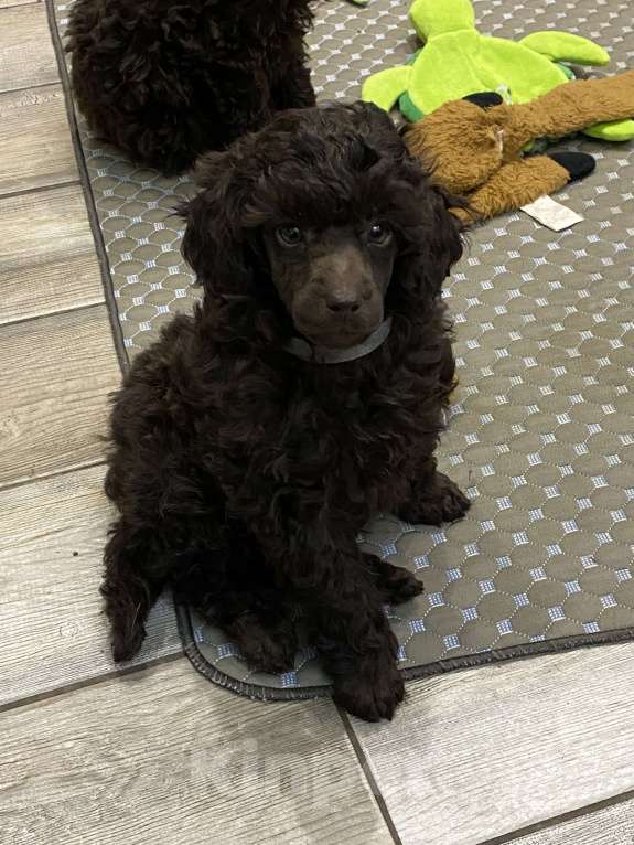 Собаки в Москве: Щенки пуделя Девочка, 100 000 руб. - фото 6