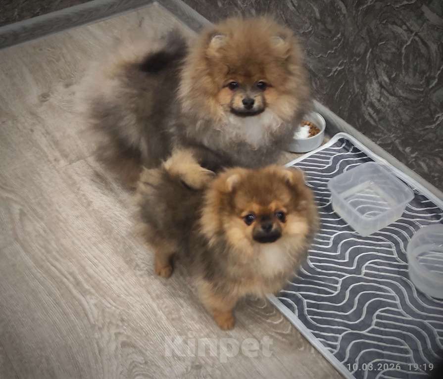 Собаки в Москве: Померанский шпиц, мини девочка Девочка, 25 000 руб. - фото 5
