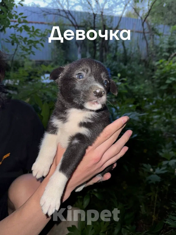 Собаки в Казани: Щенки в добрые руки Разнополые, Бесплатно - фото 7