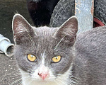 Кошки в Москве: Дымок и Анечка ищут дом Девочка, Бесплатно - фото 2