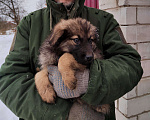 Собаки в Щелково: Отдам собаку в добрые руки Мальчик, 1 руб. - фото 3