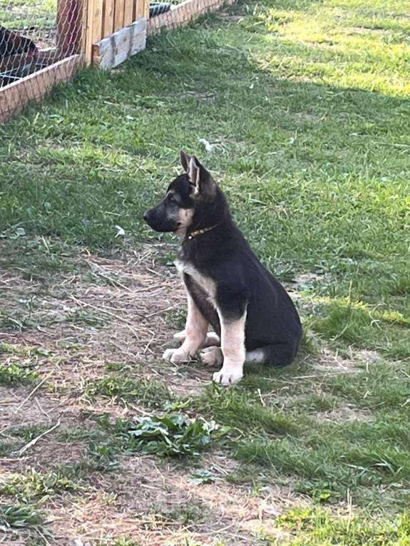 Собаки в Рыбинске: Щенки Восточно-европейской овчарки от элитных родителей Девочка, 35 000 руб. - фото 4