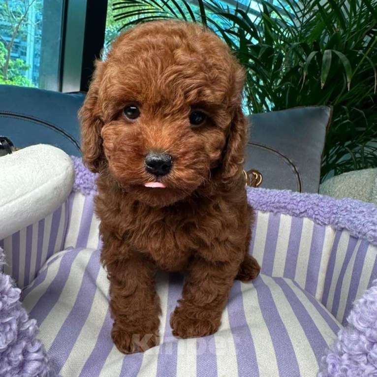 Собаки в Омске: Той-пудель, щенок Мальчик, 150 000 руб. - фото 5