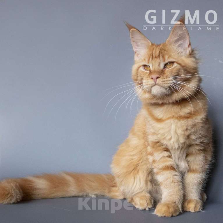 Кошки в других городах Воронежской области: Gizmo Dark Flame Девочка, 50 000 руб. - фото 2