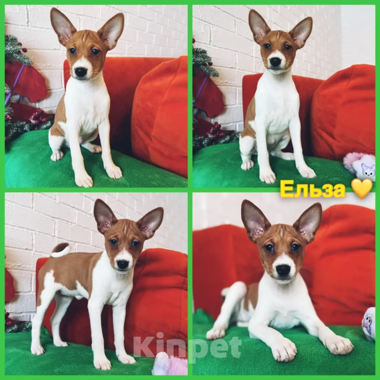 Собаки в Москве: Щенки басенджи Разнополые, 70 000 руб. - фото 3