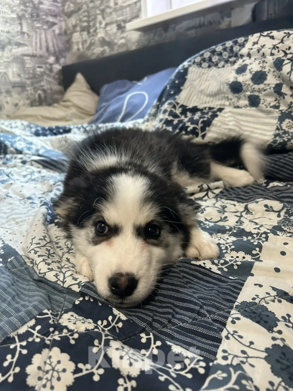 Собаки в Москве: Продам щенков девочку и мальчика Мальчик, Бесплатно - фото 5