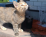 Кошки в Шатуре: Кошечка в добрые руки Девочка, Бесплатно - фото 6
