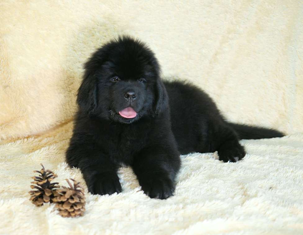 Собаки в Москве: Ньюфаундленд щенки Девочка, 100 000 руб. - фото 5