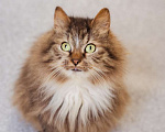 Кошки в Троицке: Супер-ласковый, компанейский котик ищет дом! Мальчик, Бесплатно - фото 2