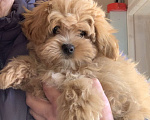 Собаки в Санкт-Петербурге: Мальтипу рыжая чудо девочка ! Девочка, 130 000 руб. - фото 3