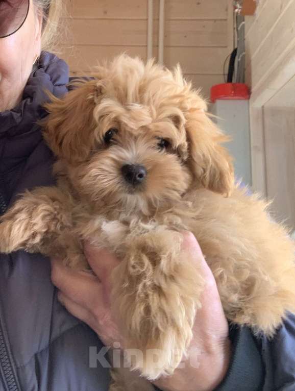 Собаки в Санкт-Петербурге: Мальтипу рыжая чудо девочка ! Девочка, 130 000 руб. - фото 3