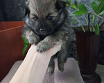 Собаки в Балаково: Мальчик  Мальчик, 13 000 руб. - фото 1