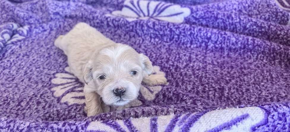 Собаки в Тюмени: Мальтипу f1 Девочка, 90 000 руб. - фото 8