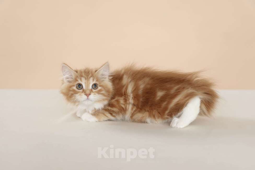 Кошки в Серпухове: Хурма Русские Цветы Курильский Бобтейл Девочка, 45 000 руб. - фото 4