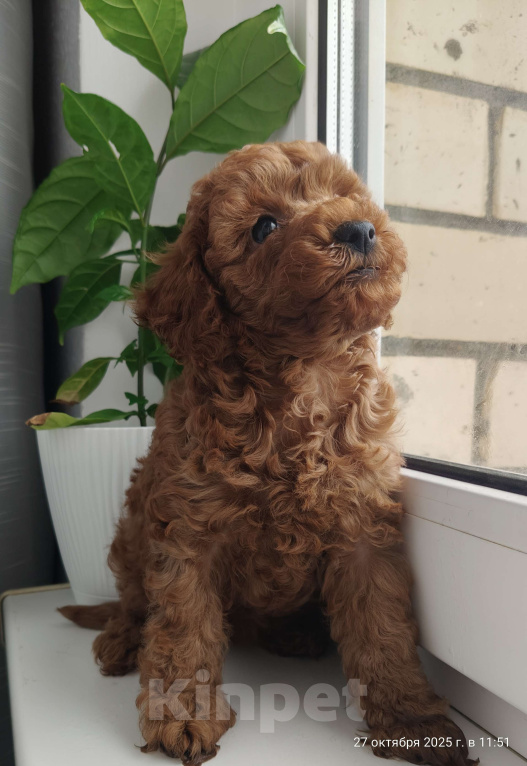Собаки в Мытищах: Миниатюрный пудель Айла Девочка, 150 000 руб. - фото 4
