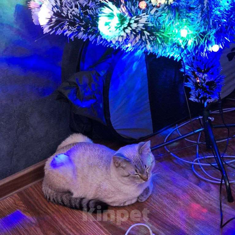 Кошки в Липецке: Отдаю в надёжные руки Кефира Мальчик, Бесплатно - фото 4