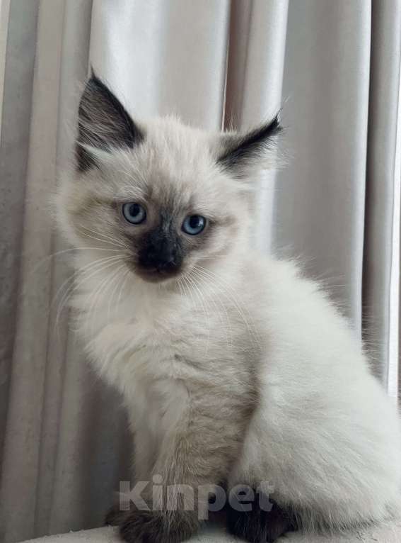 Кошки в Красногорске: Самый необычный котенок Мальчик, 46 000 руб. - фото 5