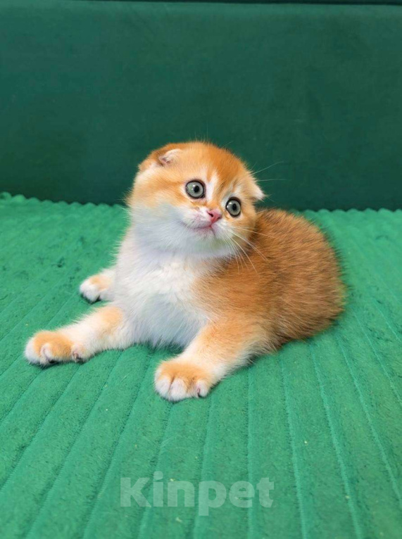 Кошки в Москве: Жасмин  Девочка, 80 000 руб. - фото 3