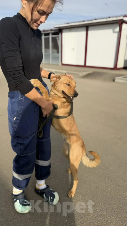 Собаки в Нижнем Новгороде: Девочка в добрые руки Девочка, Бесплатно - фото 4