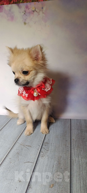 Собаки в Москве: Курносая красотка Девочка, 25 000 руб. - фото 3