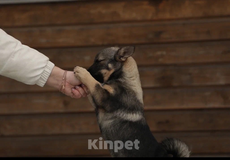 Собаки в Череповце: Шведский ВАЛЬХУНД  Мальчик, 100 000 руб. - фото 3