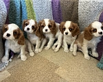 Собаки в Москве: Кавалер Кинг Чарльз спаниель 2 мес. Мальчик, 70 000 руб. - фото 1