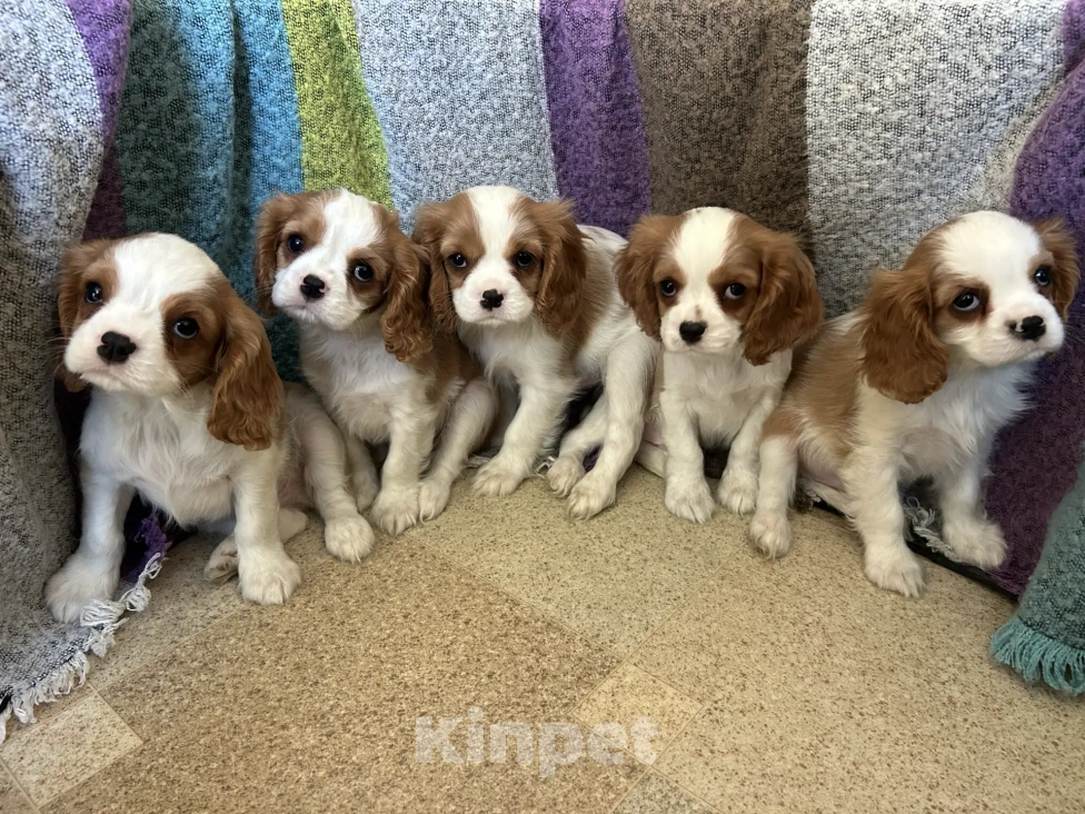Собаки в Москве: Кавалер Кинг Чарльз спаниель 2 мес. Мальчик, 70 000 руб. - фото 1