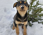 Собаки в других городах Ленинградской области: Трехцветный язык  Мальчик, Бесплатно - фото 1