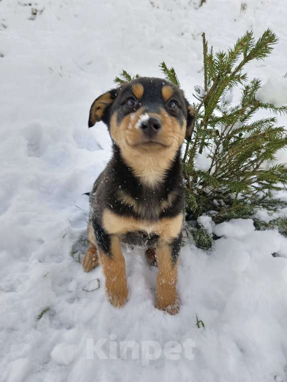 Собаки в других городах Ленинградской области: Трехцветный язык  Мальчик, Бесплатно - фото 1