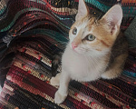Кошки в Калуге: Жду хозяина  Девочка, Бесплатно - фото 4