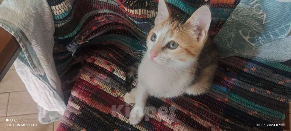 Кошки в Калуге: Жду хозяина  Девочка, Бесплатно - фото 4