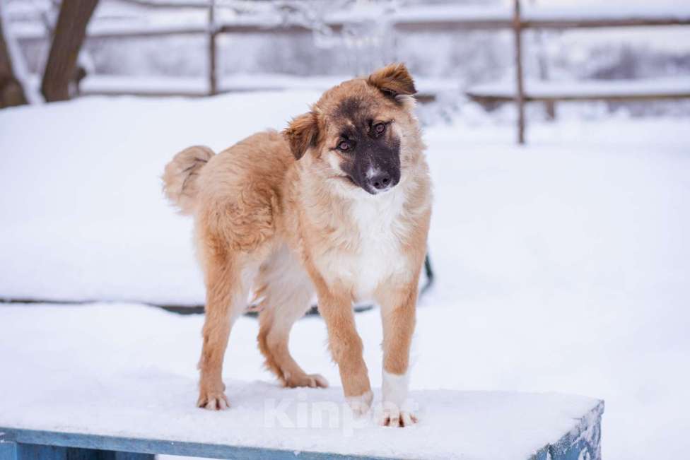 Собаки в Москве: Небольшая собачка чуть ниже колена. Девочка, Бесплатно - фото 6