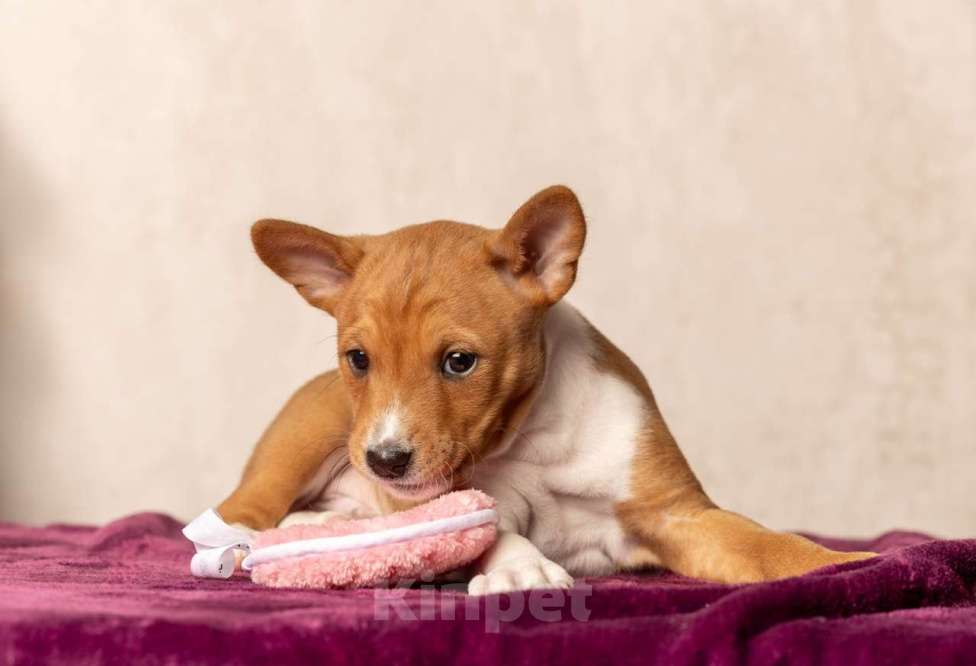 Собаки в Санкт-Петербурге: Щенок басенджи Мальчик, Бесплатно - фото 1