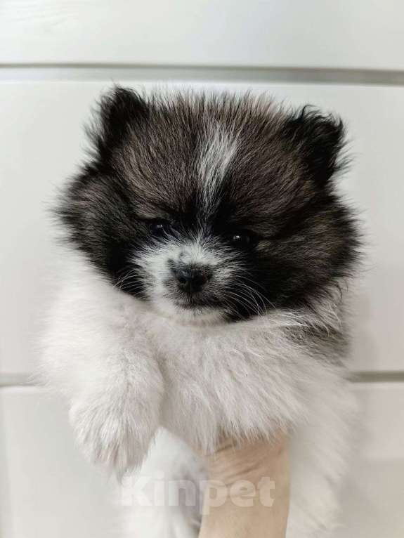 Собаки в Ярославле: Щенок померанского шпица Девочка, 28 000 руб. - фото 1