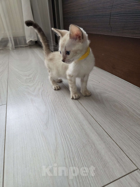 Кошки в Красногорске: Бенгальские малыши Девочка, 50 000 руб. - фото 1