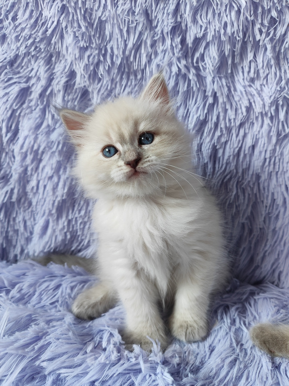 Кошки в Новосибирске: Кошечка блюшечка Девочка, Бесплатно - фото 4