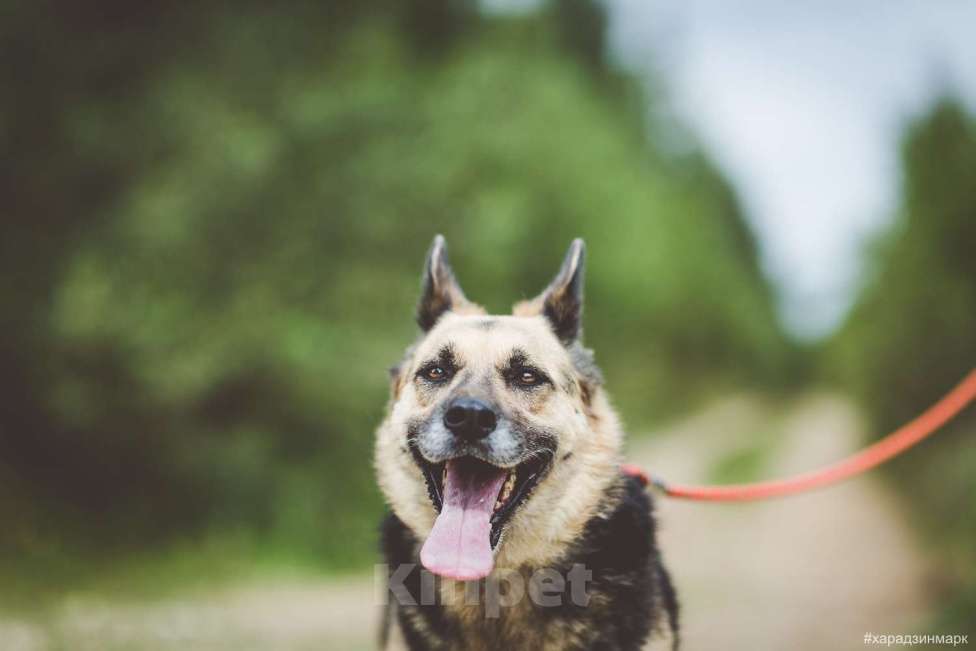 Собаки в Москве: Чара Девочка, Бесплатно - фото 5